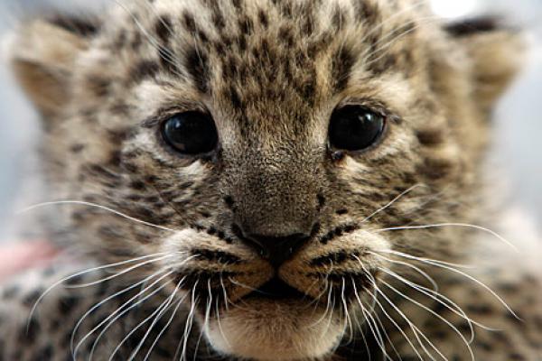 Asian Leopard Cat