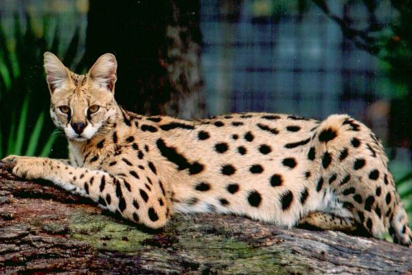 Savannah Cat