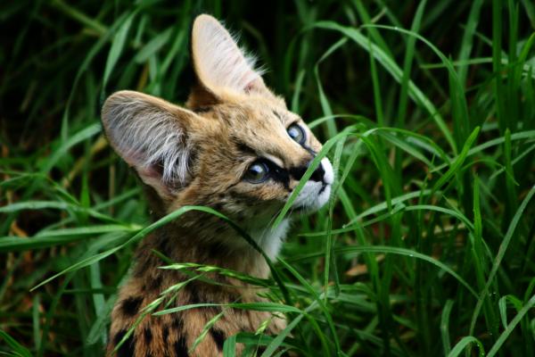 Serval Cat