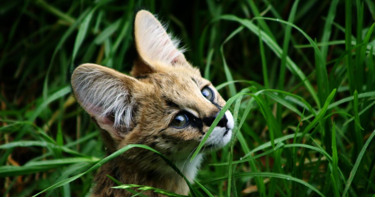 Serval Cats in the wild Wild Cat Breeder