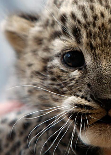 Asian Leopard Cat