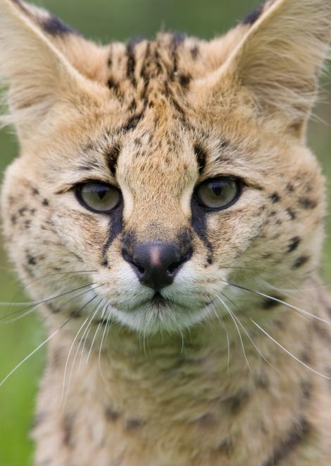 Serval Cat